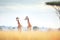 serene giraffe duo in a calm savanna landscape