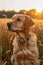 Serene Golden Retriever Dog Enjoying a Sunset in a Field, Displaying Loyalty and Calmness, Perfect Companion for Lifestyle and