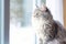 Serene Gray Cat Gazing Out Window on a Snowy Winter Day