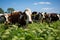 Serene Grazing: Holstein Cows in Vibrant Green Field
