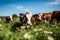 Serene Grazing: Holstein Cows in Vibrant Green Field