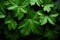 Serene green backdrop, detailed leaf texture from above