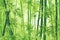 Serene Green Bamboo Background