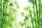 Serene Green Bamboo Background