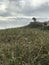 The Serene Green Beauty of Canaveral National Seashore U.S. National Park Service