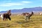 Serene green landscape with alpacas and llamas, geological rock formations on Altiplano, Andes of Bolivia, South America