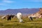 Serene green landscape with alpacas and llamas, geological rock formations on Altiplano, Andes of Bolivia, South America