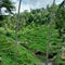 Serene green rice terrace