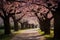 Serene Grove of Cherry Blossom Trees in a Blossoming Park