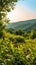 Serene Hillside at Golden Hour