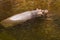 Serene Hippopotamus Submerged in River at Dusk