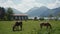 Serene horses graze on green grass by Bavarian lake against backdrop of Alps
