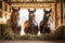 Serene Horses in Rustic Stable - Majestic Beauty in Morning Light