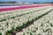 Serene Hyacinth Landscape: Capturing the Beauty of Dutch Springtime
