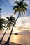 Serene idyllic image of coconut tree on an island