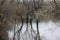 Serene image of a Minnesota lake, featuring flooding trees