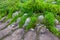 Serene Japanese Garden with Ancient Stone Steps, Moss-Covered Rocks, and a Babbling River in the Summer