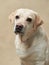 A serene Labrador gazes thoughtfully against a minimalist background