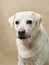 A serene Labrador gazes thoughtfully against a minimalist background