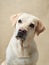 A serene Labrador gazes thoughtfully against a minimalist background