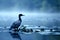 Serene Lakeside Scene with Solitary Cormorant in Early Morning Misty Atmosphere
