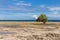 Serene landscape of lonely tree in the deserted seashore, low tide.