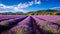 Serene landscape with vibrant lavender