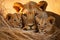 Serene Lioness her cubs sunset. Generate Ai