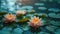 Serene Lotus: Beautiful Pink Flowers and Lush Green Leaves on a Calm Lake Surface