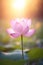 Serene Lotus Flower at Sunrise