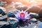 Serene Lotus in Zen Waters. Created with Generative AI