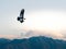 Serene and majestic scene of an Andean condor soaring in the sky. Vultur gryphus.