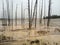 Serene marsh landscape with the remnants of dead trees standing in shallow, tranquil waters