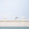 Serene Minimalism: Capturing The Whimsical Seagull On A Railing