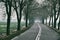 a serene and misty atmosphere of a tree-lined road with patches of snow on the ground, creating a sense of calm and solitude