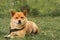 A serene moment of canine companionship, as the Shiba Inu rests on the grass, eagerly awaiting its owner's return