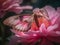 A Serene Moment: Capturing the Beauty of a Pink Flower and Moth in Natural Light