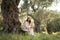 A serene moment unfolds as a woman enjoys playtime with joyful dog in a grove