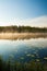 Serene morning at forest pond