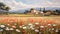 A Serene Morning In The Gerbera Field Of Provence