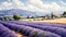 A Serene Morning In The Lavender Fields Of Provence