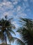 Serene Palm Tree Amidst Lush Tropical Foliage and Expansive Sky