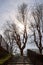 Serene park staircase ascending towards leafless trees silhouetted by the sun backlight in early spring