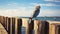 A Serene Parrot Perched On An Old Pier