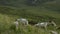 A serene pastoral scene featuring a flock of sheep grazing in the shadow of a majestic mountain range