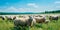 serene pastoral setting with cattle and sheep grazing contentedly on rolling green hills, framed by a clear blue sky