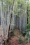 Serene path through a bamboo forest