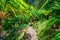 Serene path winds through lush tropical foliage