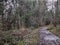 Serene pathway winds its way through a lush forest