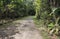Serene and peaceful forested trail  in forested area in Sungei Buloh Wetlands Reserve